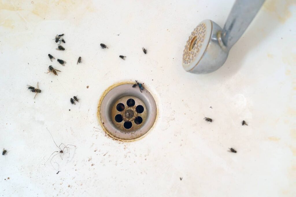 drain flies
